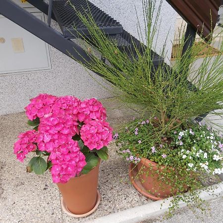 Apartma Arnez 布莱德 外观 照片
